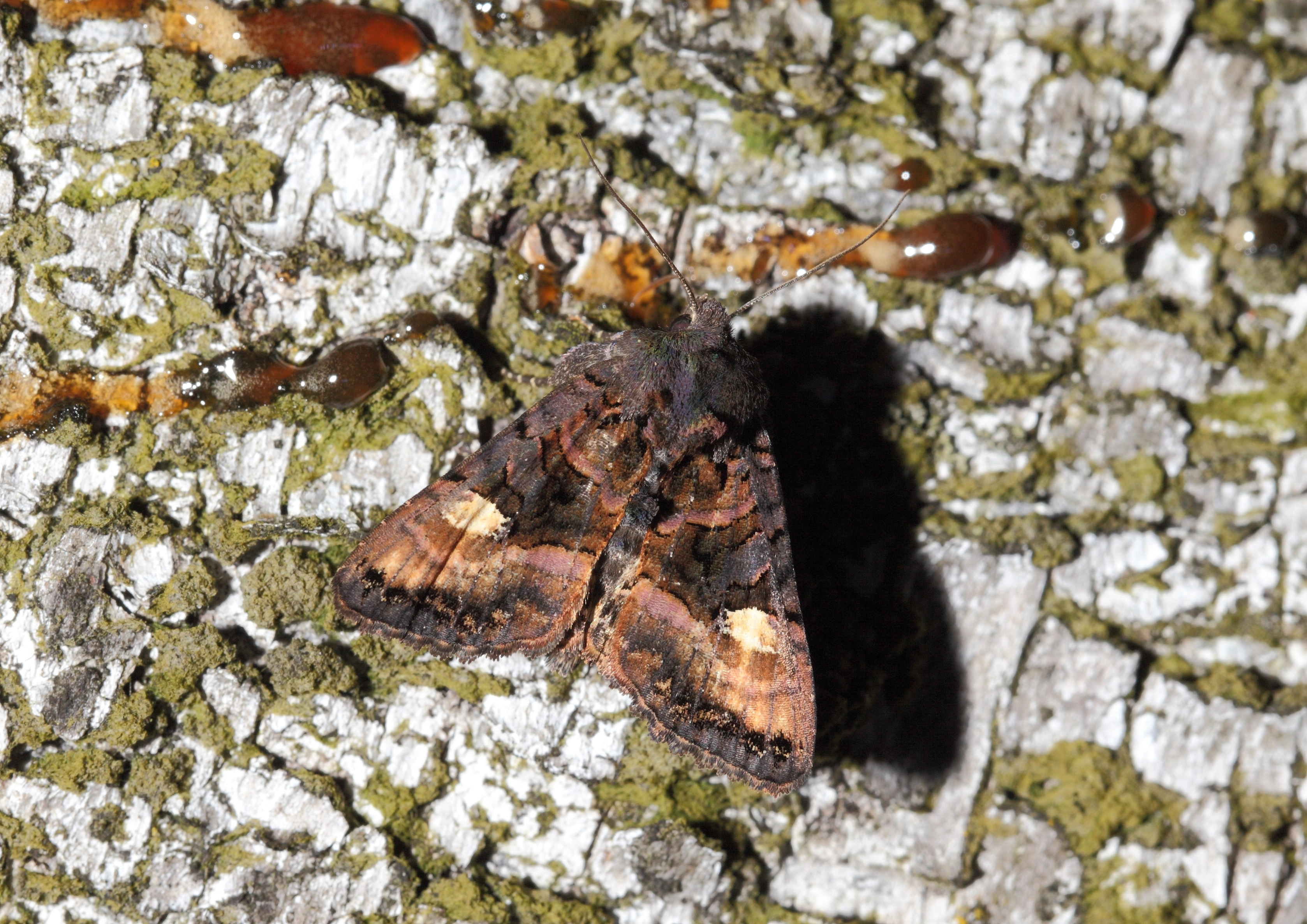 IMG_4693 levervlek gr heide pg 24 6 16 FerryDuyvelaar.JPG